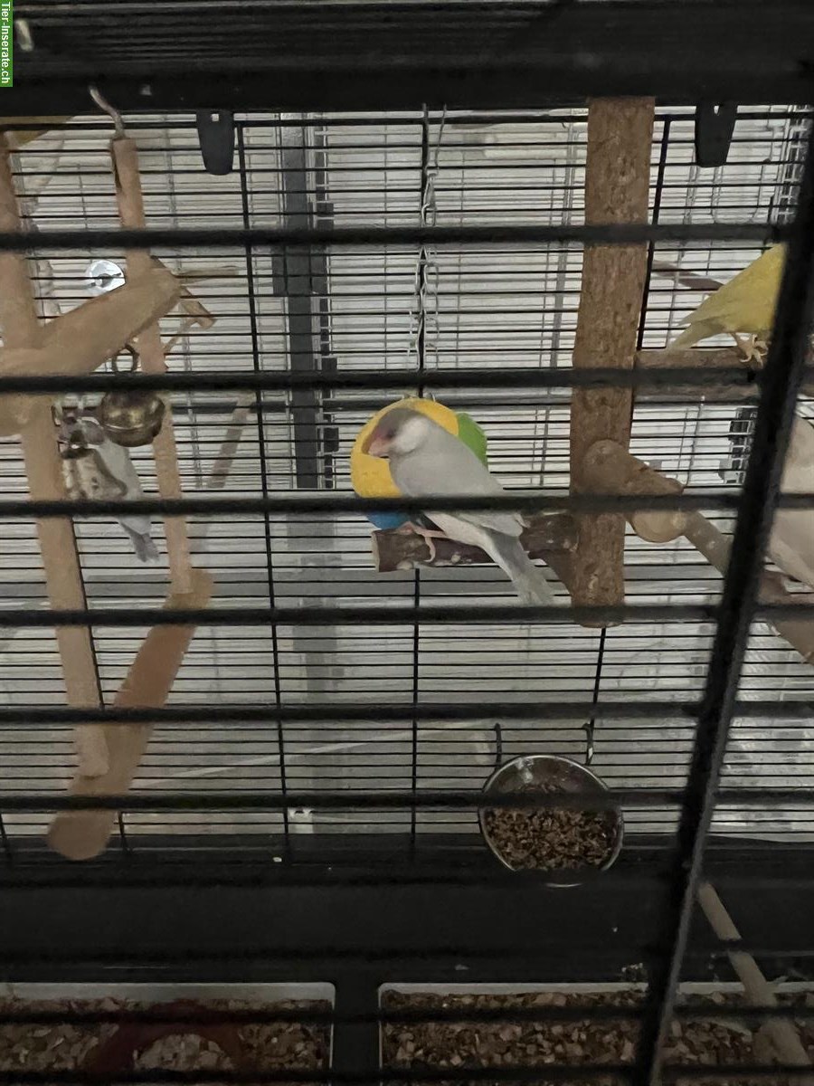 Bild 3: 3 Prachtfinken zu verkaufen