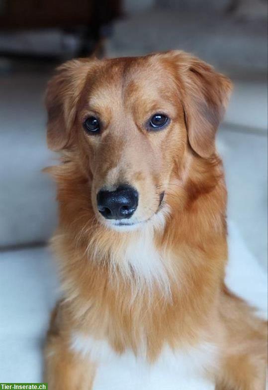 Rüde Chester sucht hundeerfahrene Menschen mit Nähe zur Natur