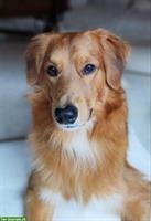 Rüde Chester sucht hundeerfahrene Menschen mit Nähe zur Natur