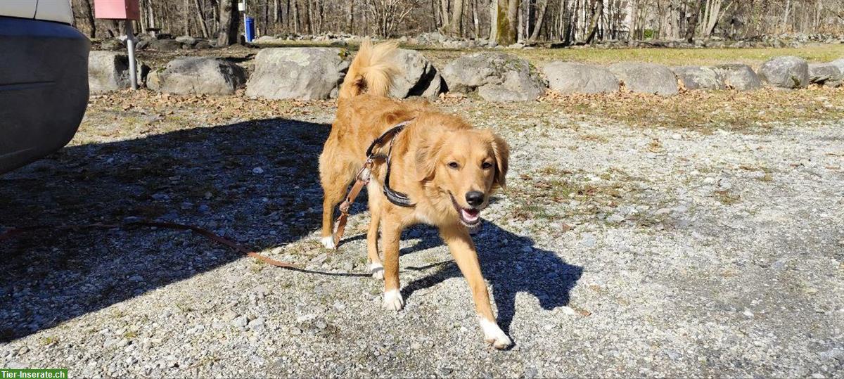 Bild 10: Rüde Chester sucht hundeerfahrene Menschen mit Nähe zur Natur