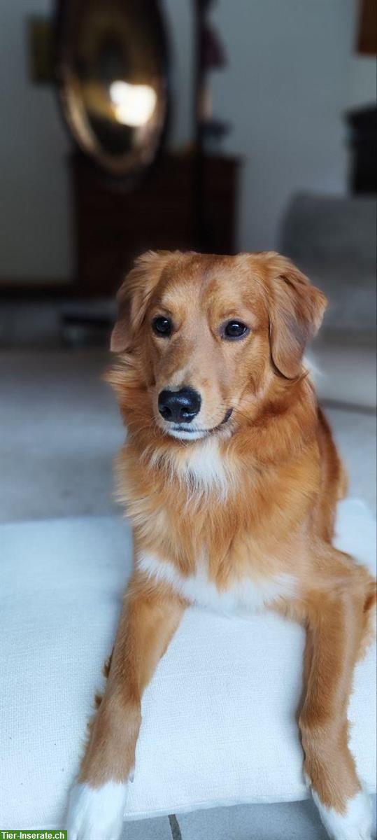 Bild 2: Rüde Chester sucht hundeerfahrene Menschen mit Nähe zur Natur