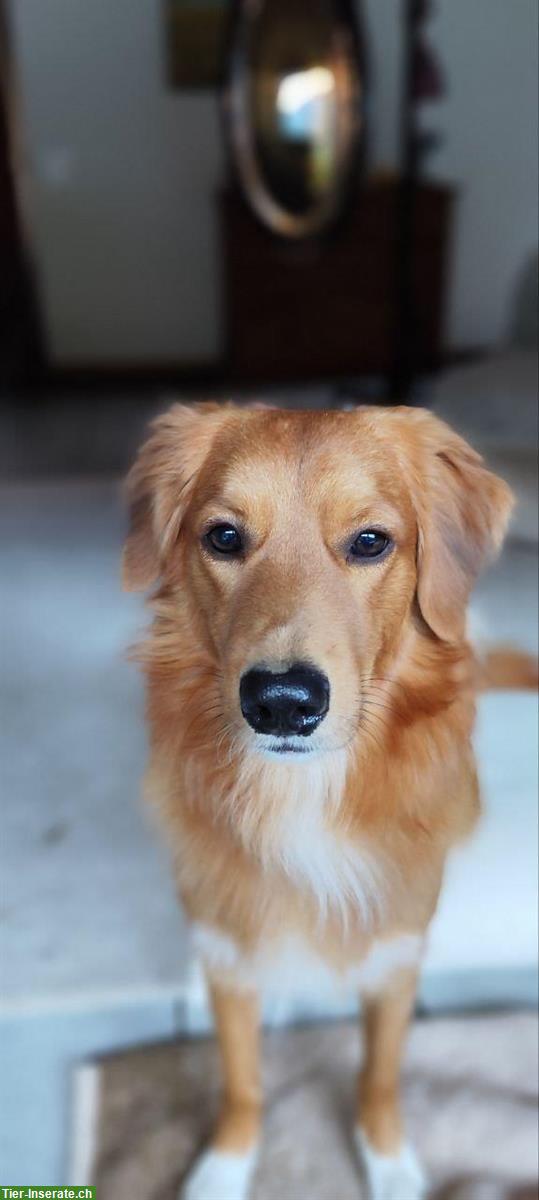 Bild 3: Rüde Chester sucht hundeerfahrene Menschen mit Nähe zur Natur