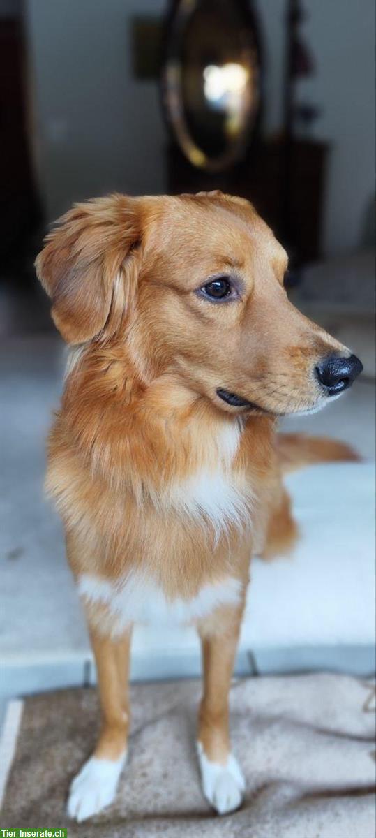 Bild 4: Rüde Chester sucht hundeerfahrene Menschen mit Nähe zur Natur