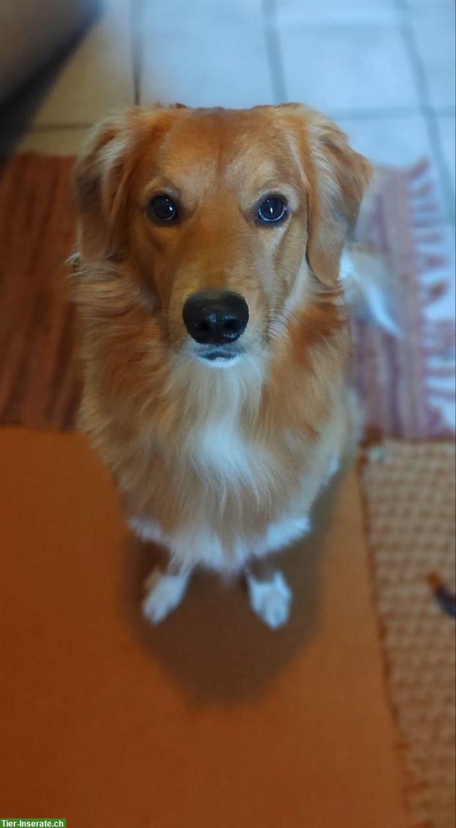 Bild 5: Rüde Chester sucht hundeerfahrene Menschen mit Nähe zur Natur