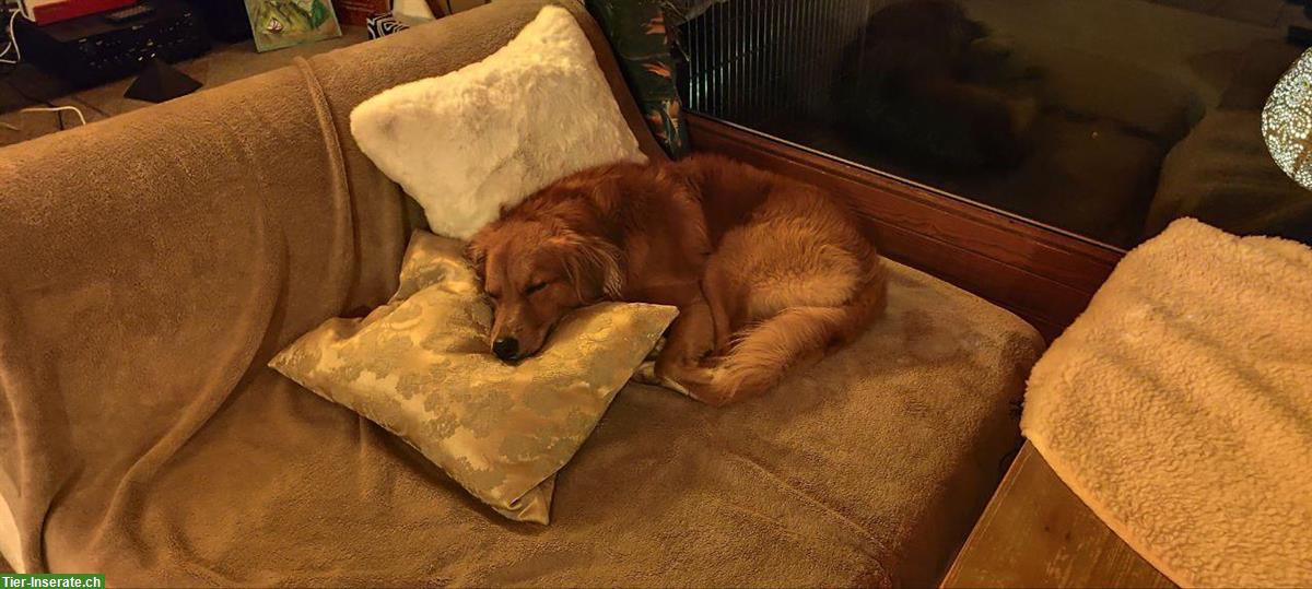 Bild 6: Rüde Chester sucht hundeerfahrene Menschen mit Nähe zur Natur