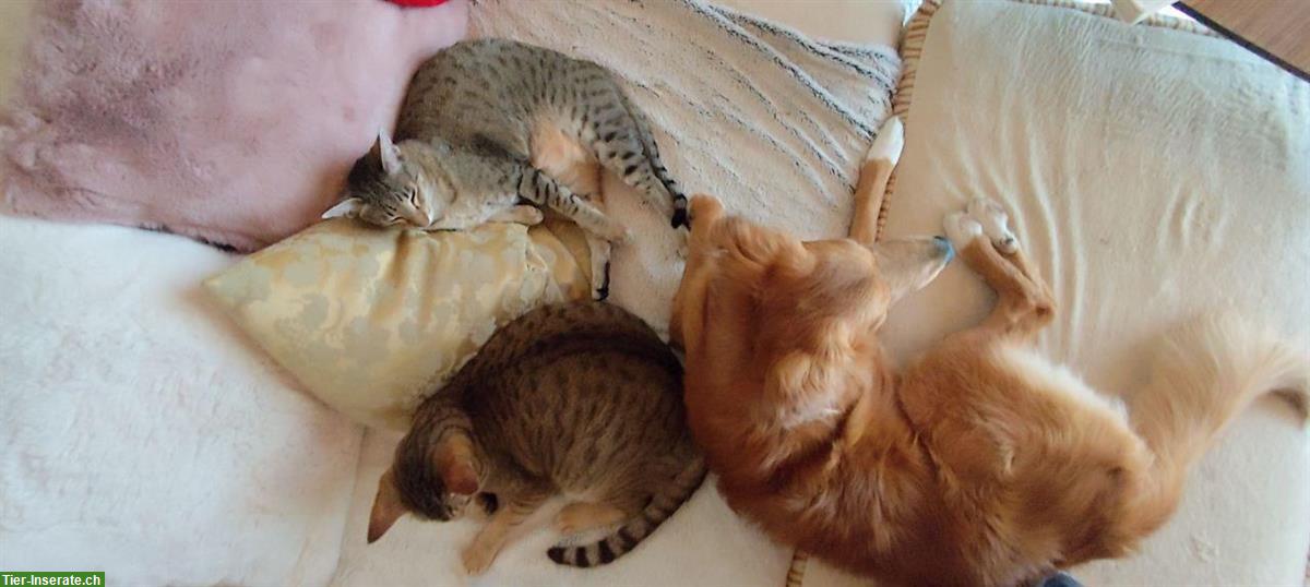 Bild 7: Rüde Chester sucht hundeerfahrene Menschen mit Nähe zur Natur