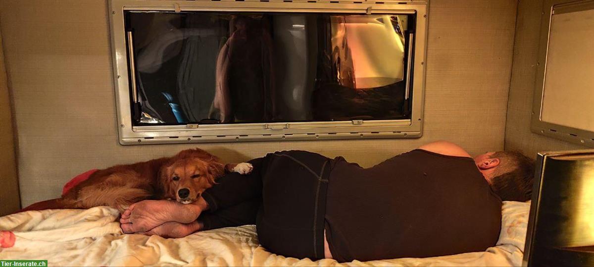 Bild 8: Rüde Chester sucht hundeerfahrene Menschen mit Nähe zur Natur