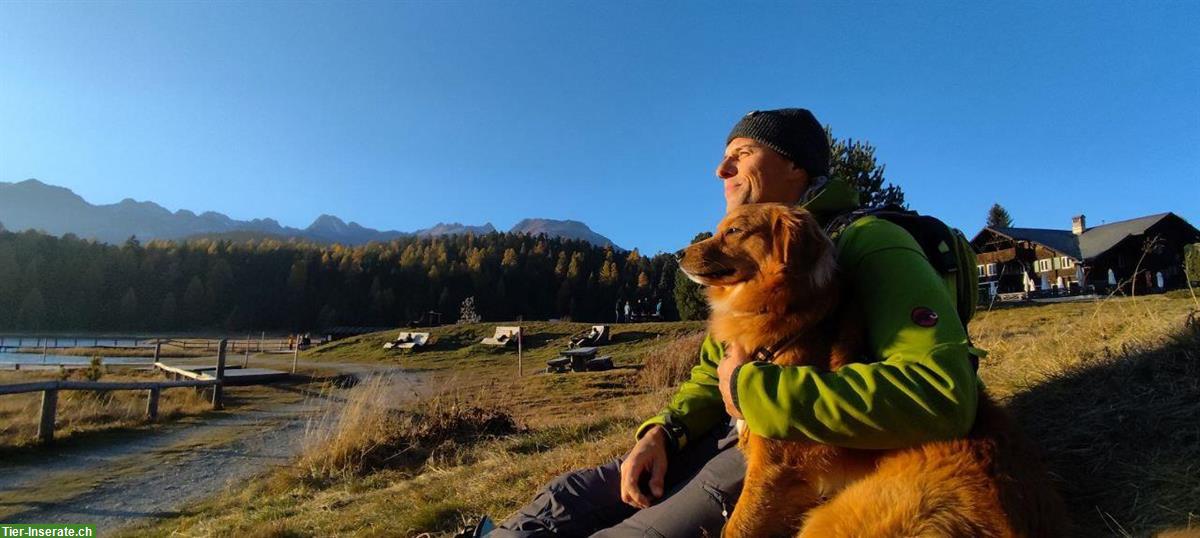 Bild 9: Rüde Chester sucht hundeerfahrene Menschen mit Nähe zur Natur