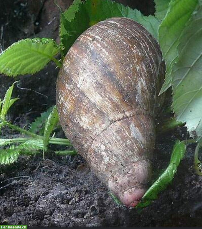 Achatschnecken inkl. Terrarium abzugeben
