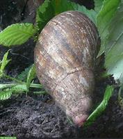 Achatschnecken inkl. Terrarium abzugeben