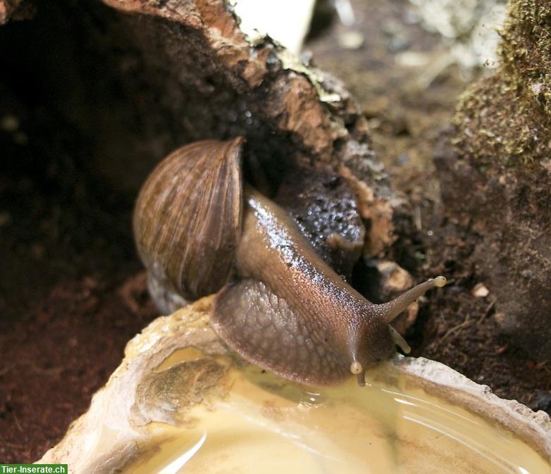 Bild 2: Achatschnecken inkl. Terrarium abzugeben