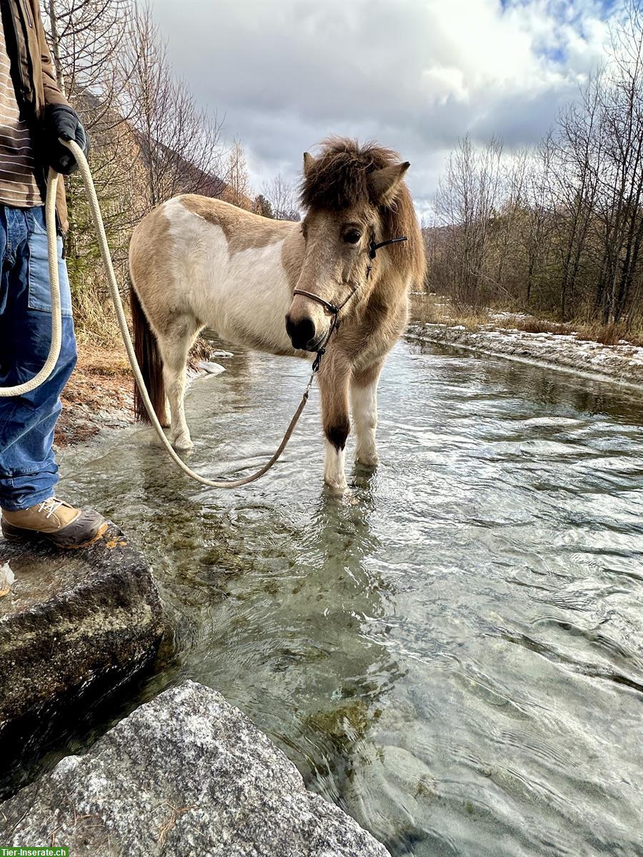 Isländer Stuten zum verweilen und bewegen im Oberengadin