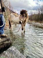 Isländer Stuten zum verweilen und bewegen im Oberengadin