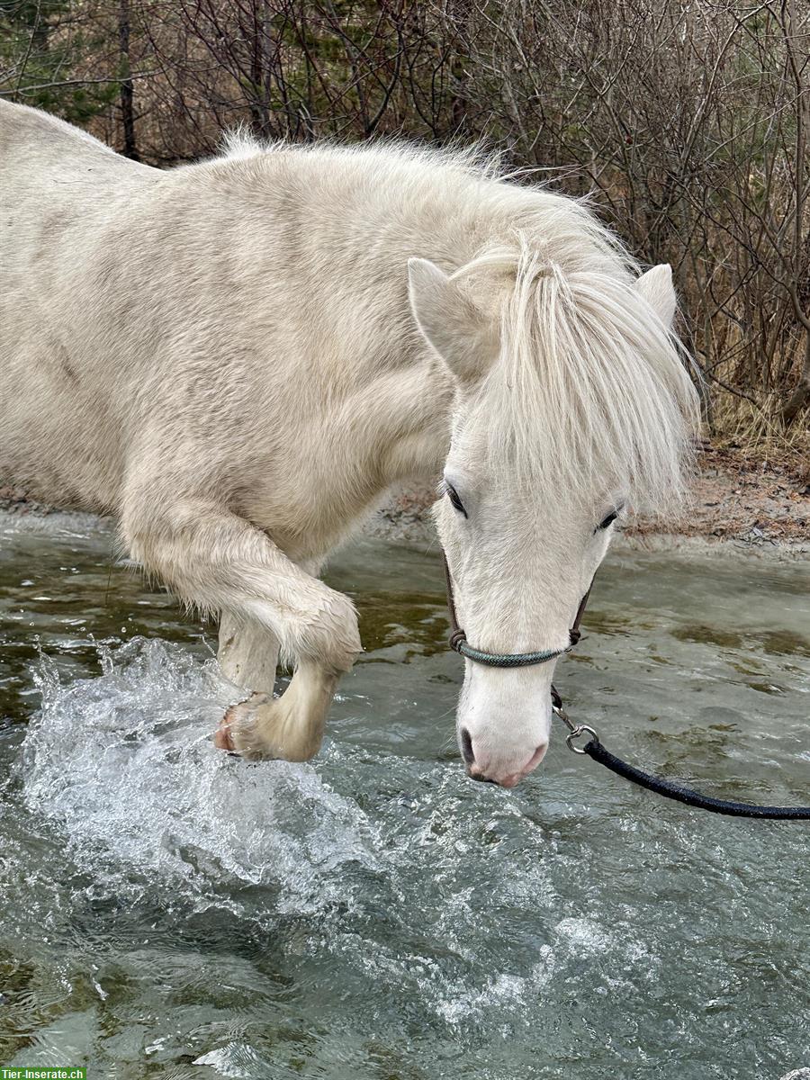 Bild 2: Isländer Stuten zum verweilen und bewegen im Oberengadin