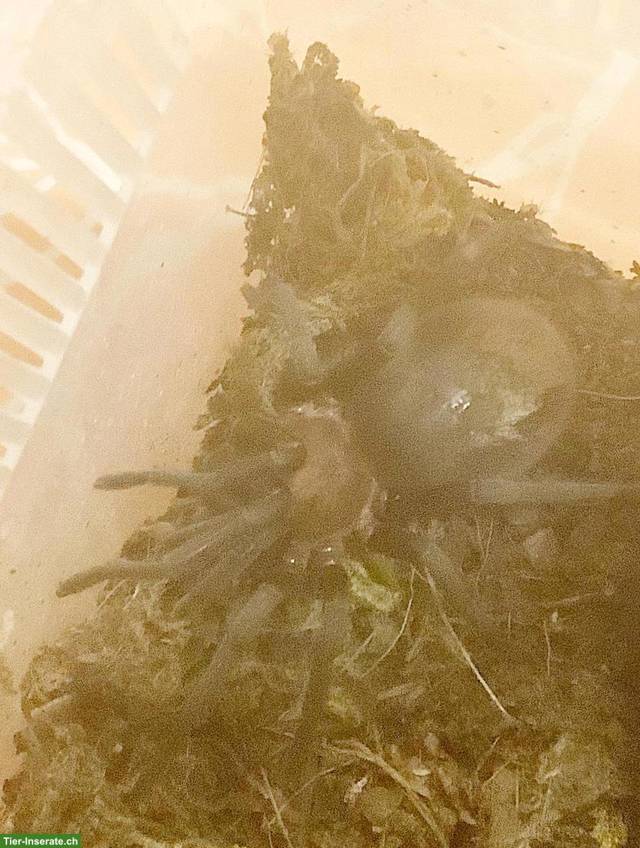 Vogelspinnen Slings zu verkaufen