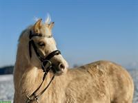 CH-Palomino-Pony Stute, 1.23m, 5-jährig, geritten