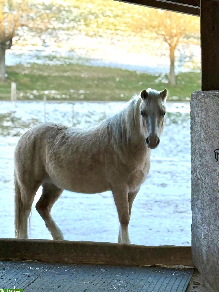 Bild 2: CH-Palomino-Pony Stute, 1.23m, 5-jährig, geritten