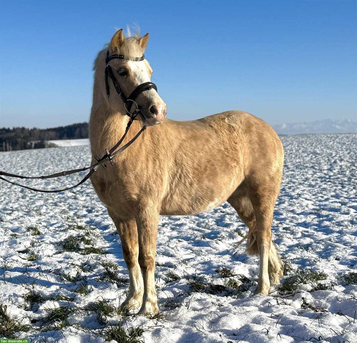 Bild 3: CH-Palomino-Pony Stute, 1.23m, 5-jährig, geritten