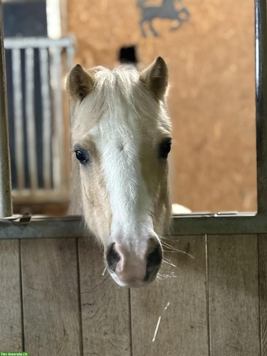 Bild 4: CH-Palomino-Pony Stute, 1.23m, 5-jährig, geritten
