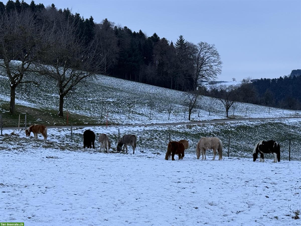 Bild 5: CH-Palomino-Pony Stute, 1.23m, 5-jährig, geritten