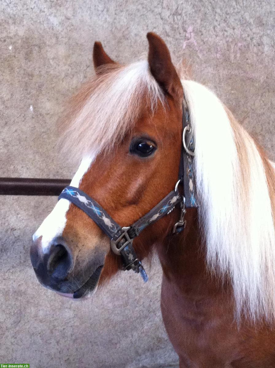 Pflegebeteiligung für ein tolles Shetty in Villmergen AG