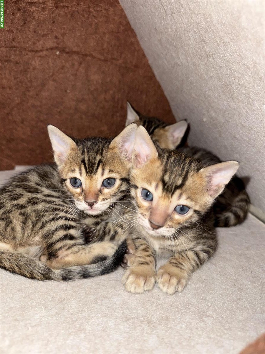 Bengal Kitten, Weibchen und Männchen