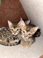 Bengal Kitten, Weibchen und Männchen