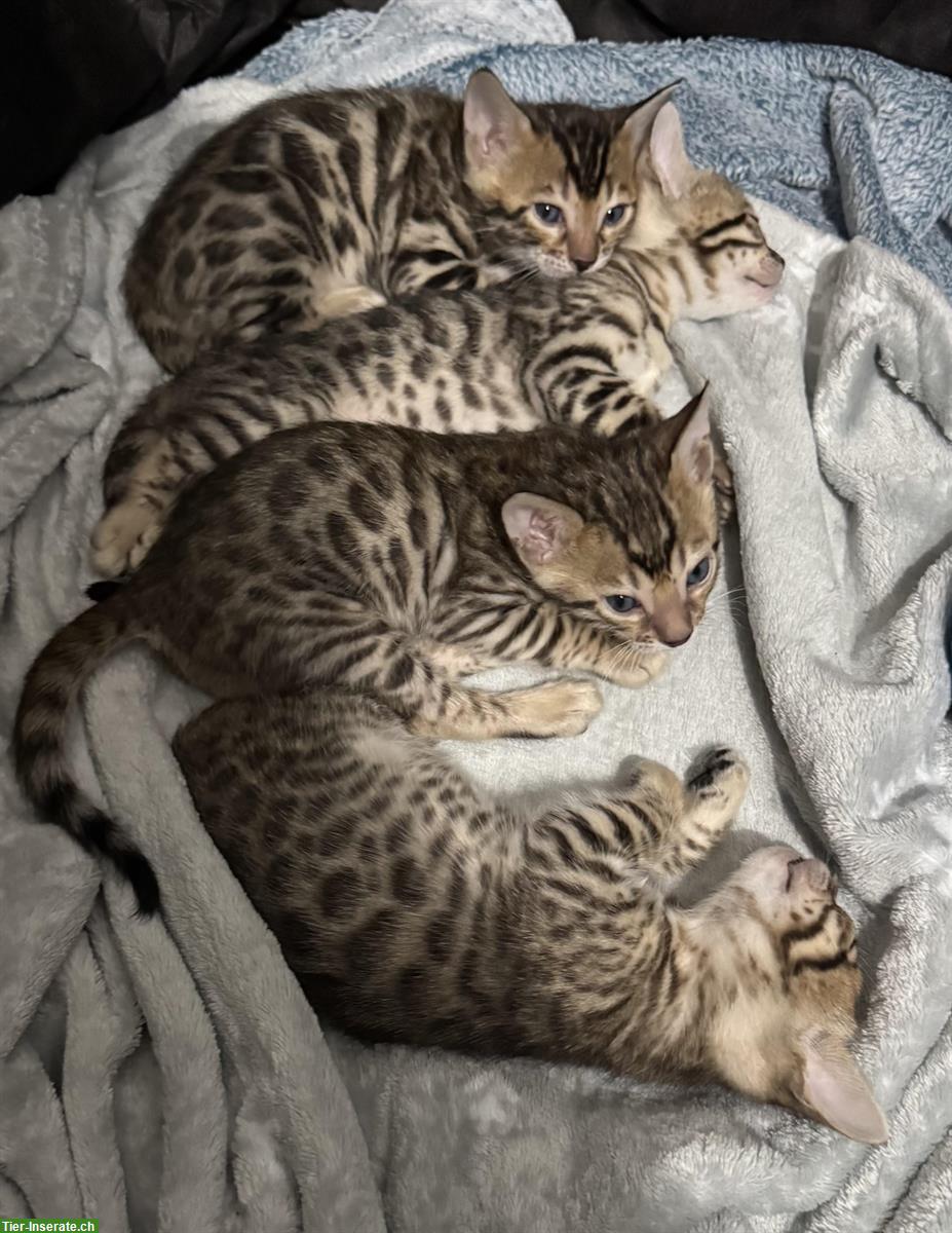 Bild 2: Bengal Kitten, Weibchen und Männchen