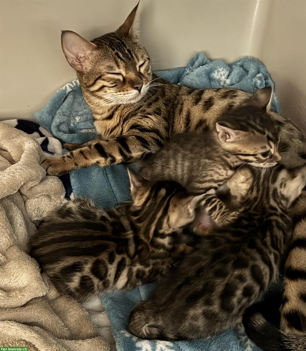 Bild 3: Bengal Kitten, Weibchen und Männchen