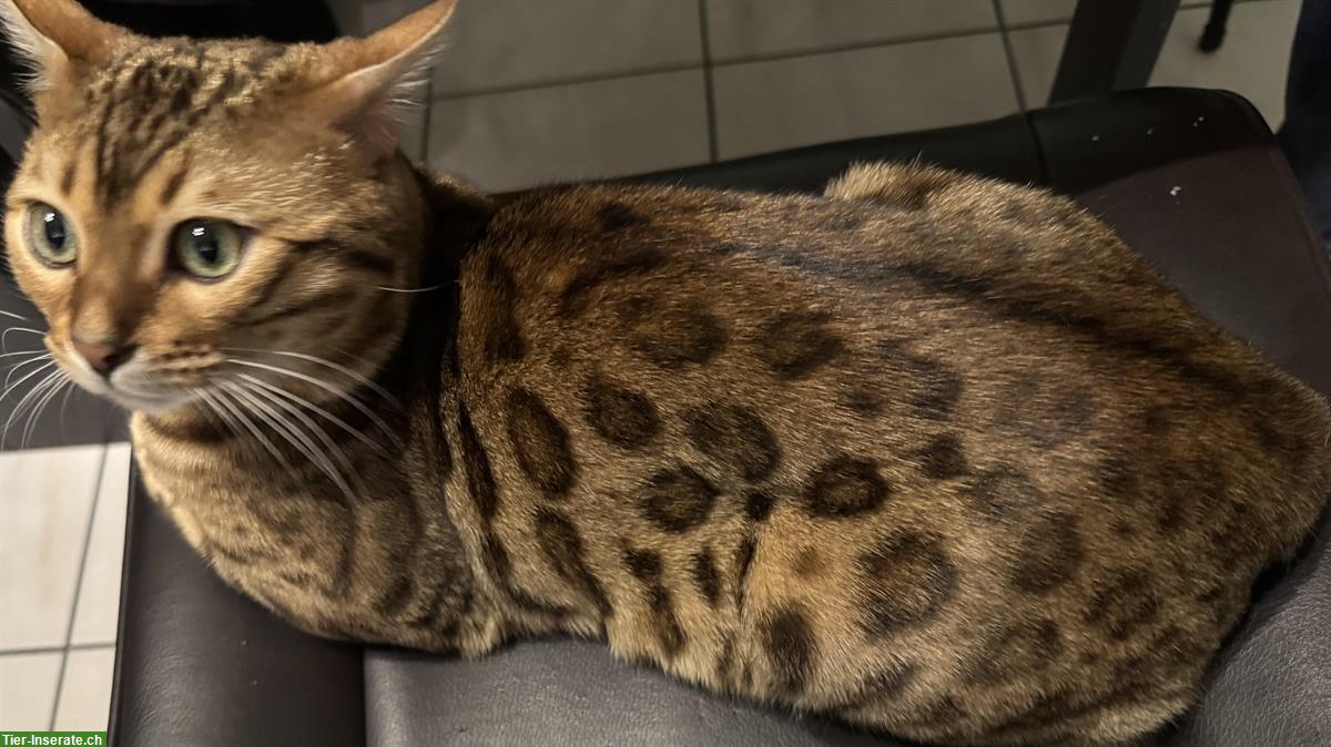 Bild 4: Bengal Kitten, Weibchen und Männchen