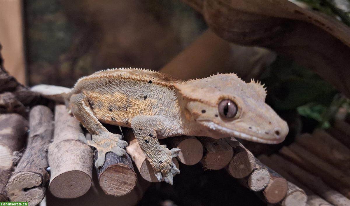 Junges Kronengecko Männchen