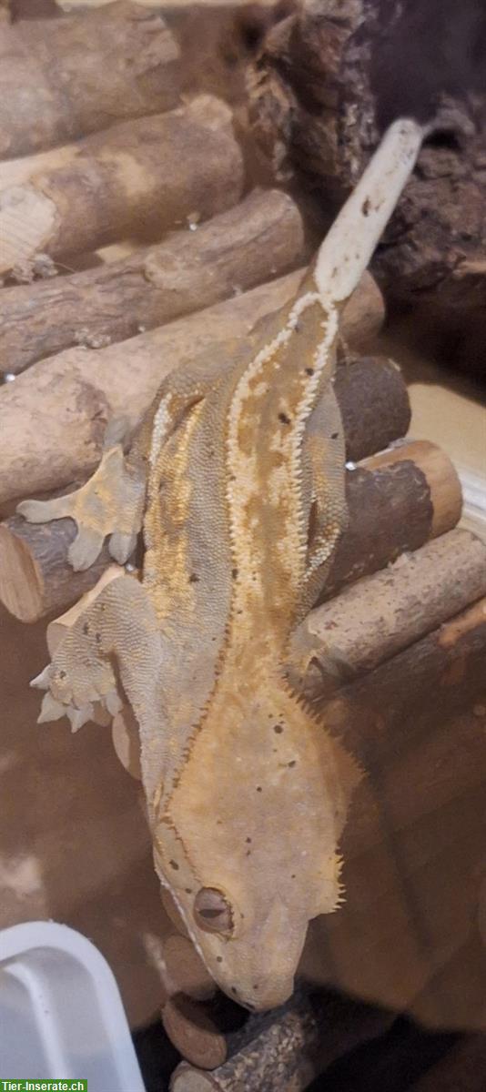 Bild 2: Junges Kronengecko Männchen