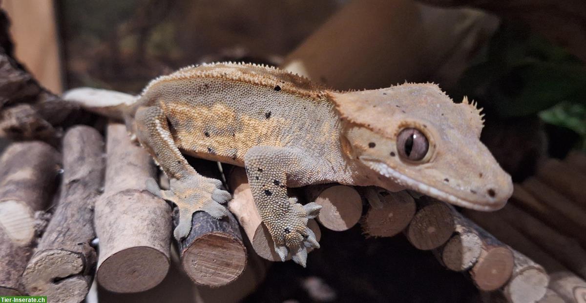 Bild 3: Junges Kronengecko Männchen