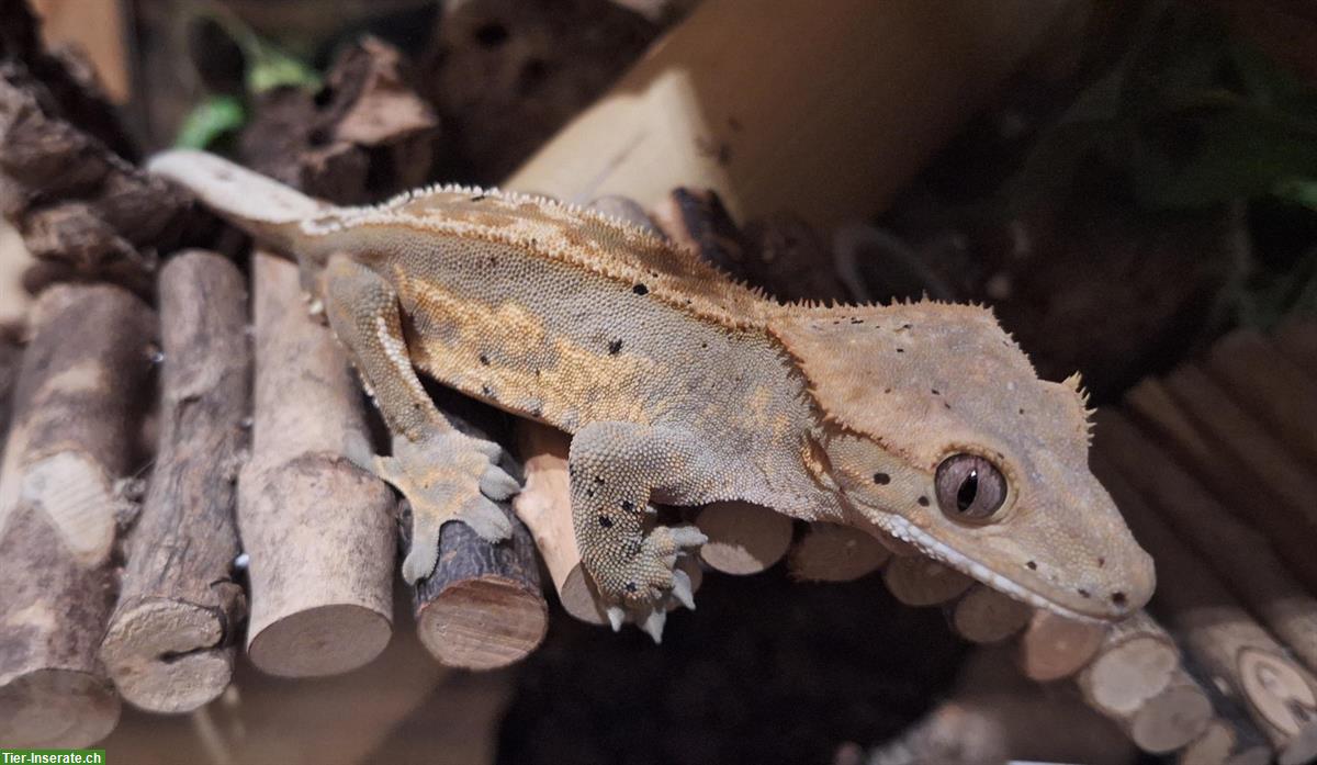 Bild 4: Junges Kronengecko Männchen