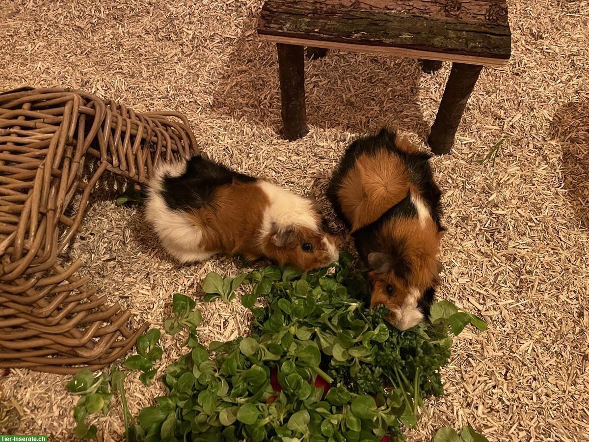 2 Meerschweinchen, 1 Männchen kastriert + 1 Weibchen inkl. Zubehör