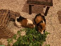 2 Meerschweinchen, 1 Männchen kastriert + 1 Weibchen inkl. Zubehör