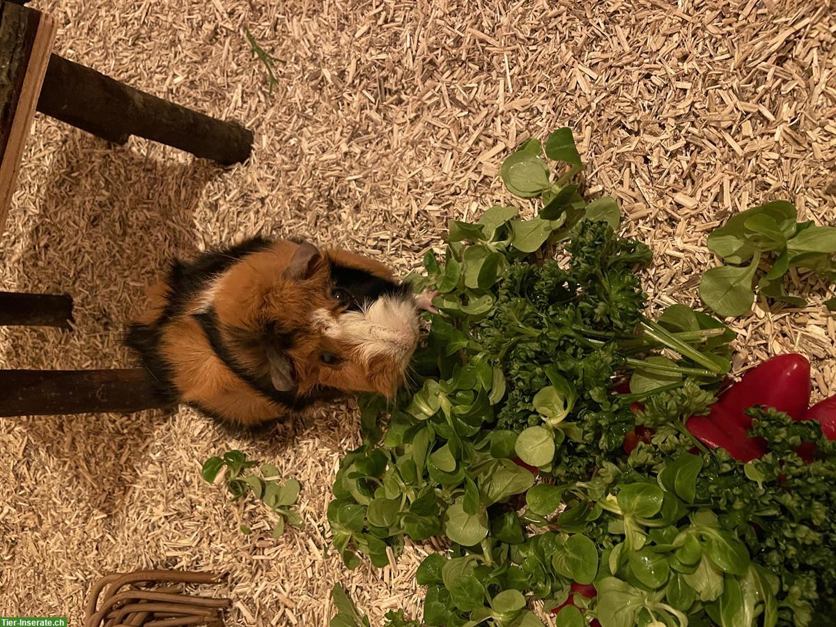 Bild 4: 2 Meerschweinchen, 1 Männchen kastriert + 1 Weibchen inkl. Zubehör