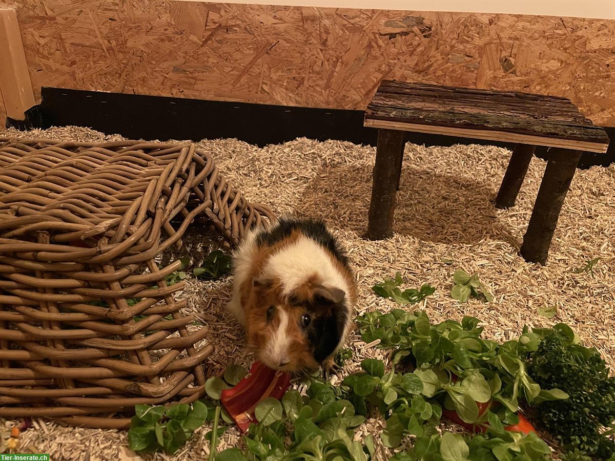 Bild 5: 2 Meerschweinchen, 1 Männchen kastriert + 1 Weibchen inkl. Zubehör