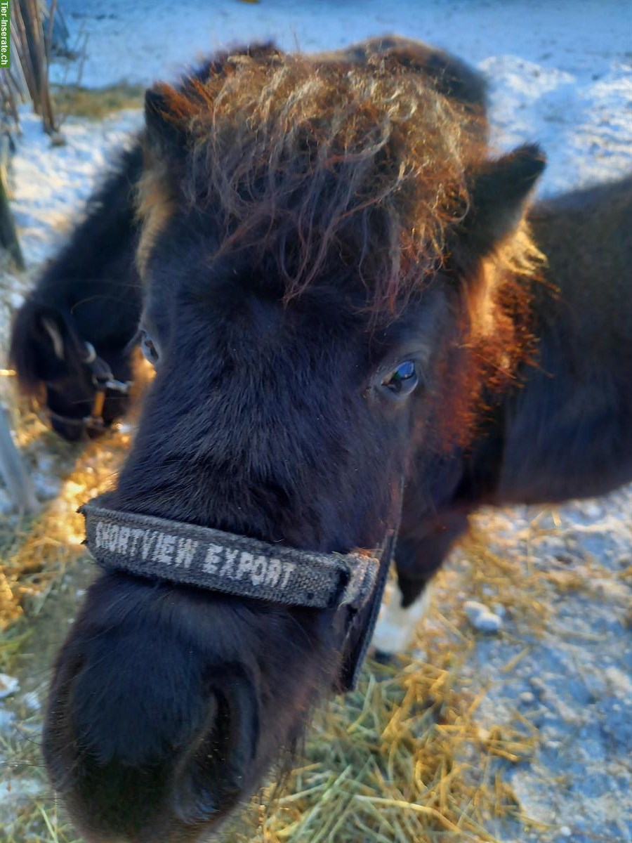 Bild 10: Liebe Shetty Stute (6J.) mit Hengstfohlen, auch einzeln