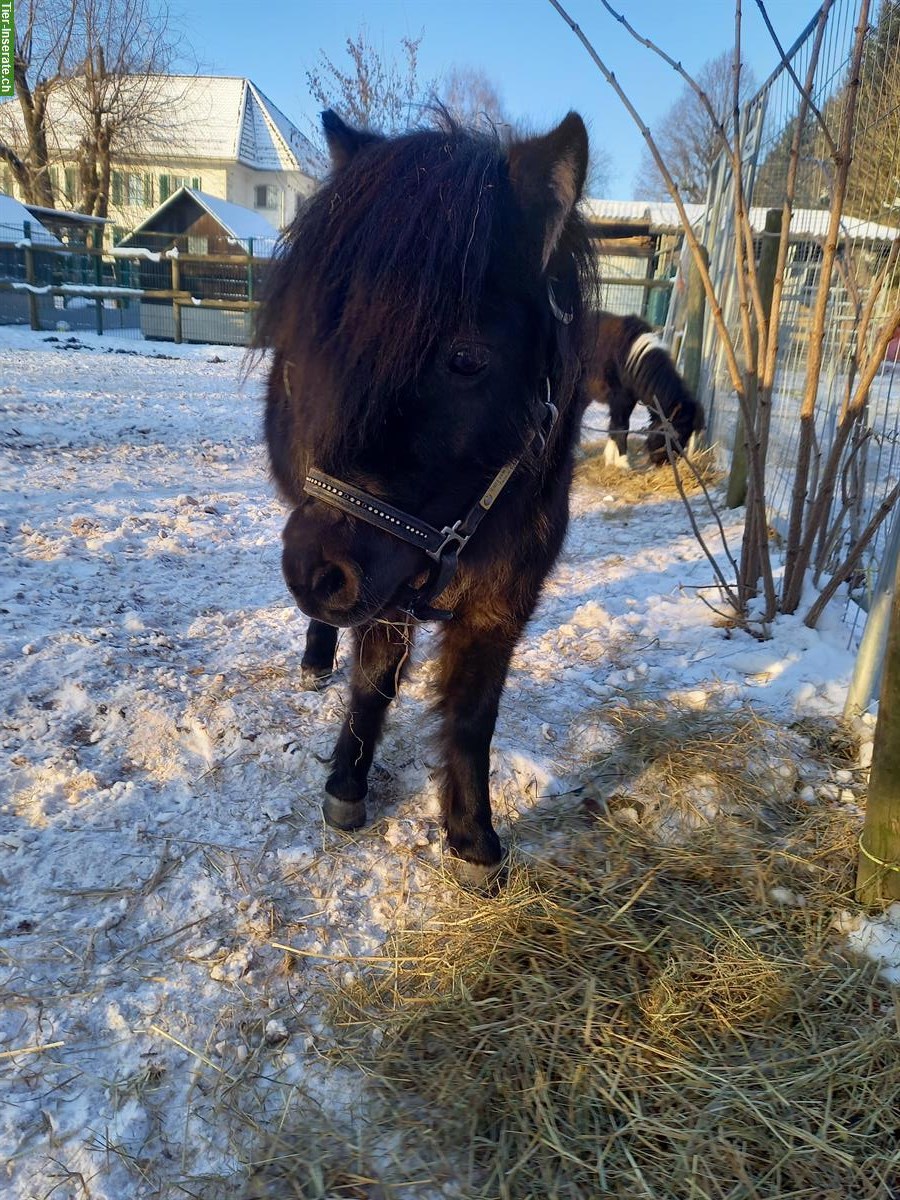 Bild 3: Liebe Shetty Stute (6J.) mit Hengstfohlen, auch einzeln