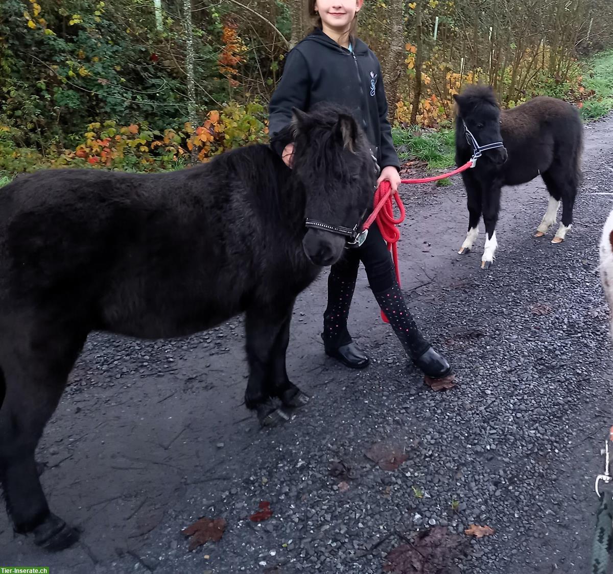 Bild 8: Liebe Shetty Stute (6J.) mit Hengstfohlen, auch einzeln