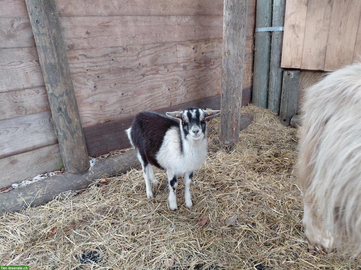 Ziegen Weibchen sucht neue Herde