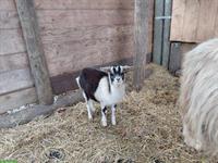 Ziegen Weibchen sucht neue Herde