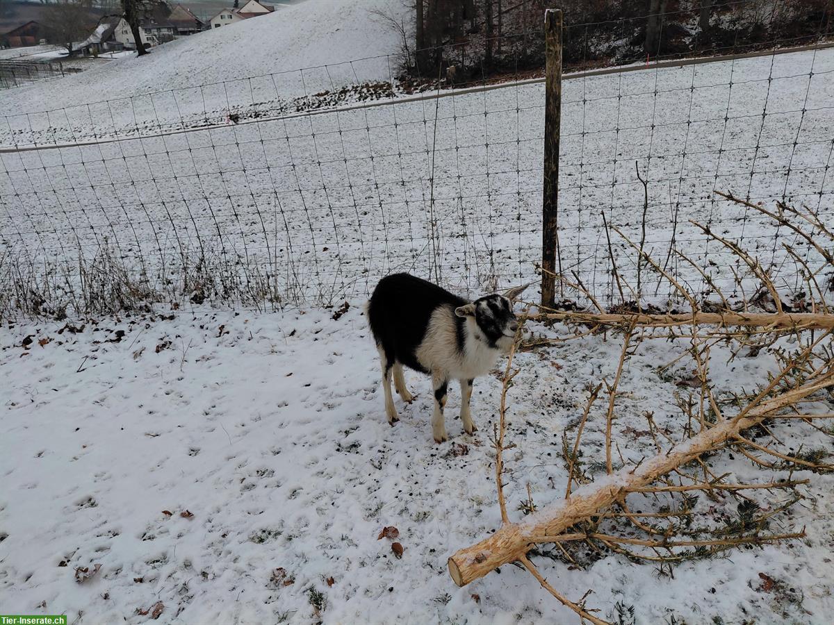 Bild 4: Ziegen Weibchen sucht neue Herde