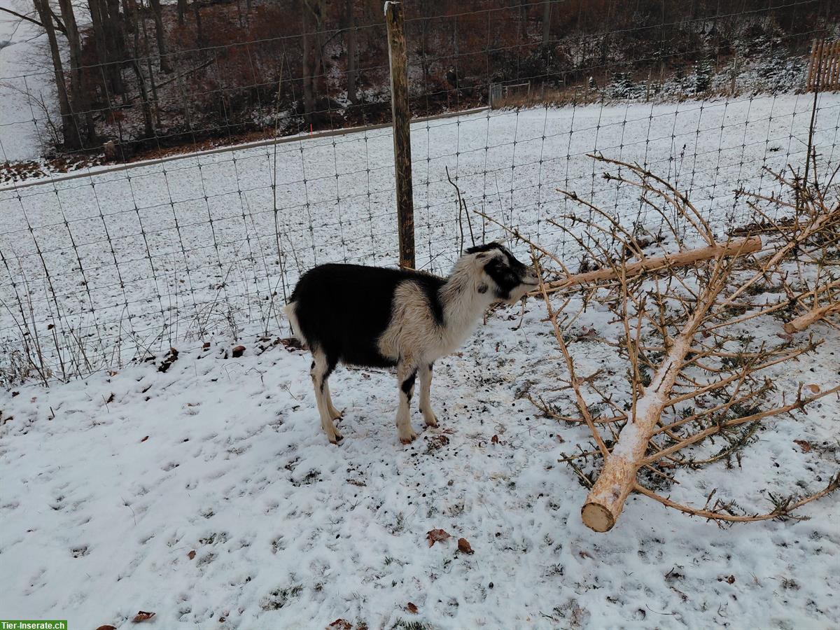 Bild 5: Ziegen Weibchen sucht neue Herde