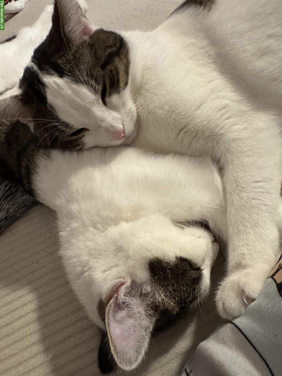 Katzengeschwister suchen neues Zuhause als Hauskatzen