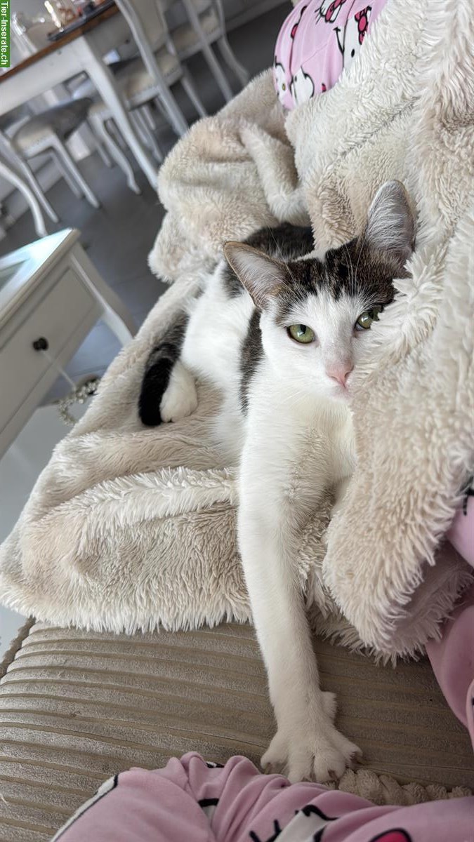 Bild 2: Katzengeschwister suchen neues Zuhause als Hauskatzen