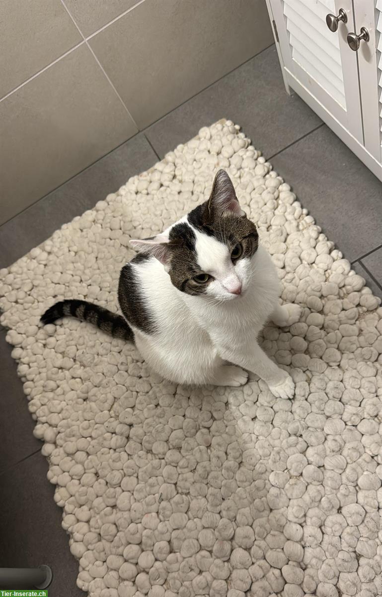 Bild 3: Katzengeschwister suchen neues Zuhause als Hauskatzen