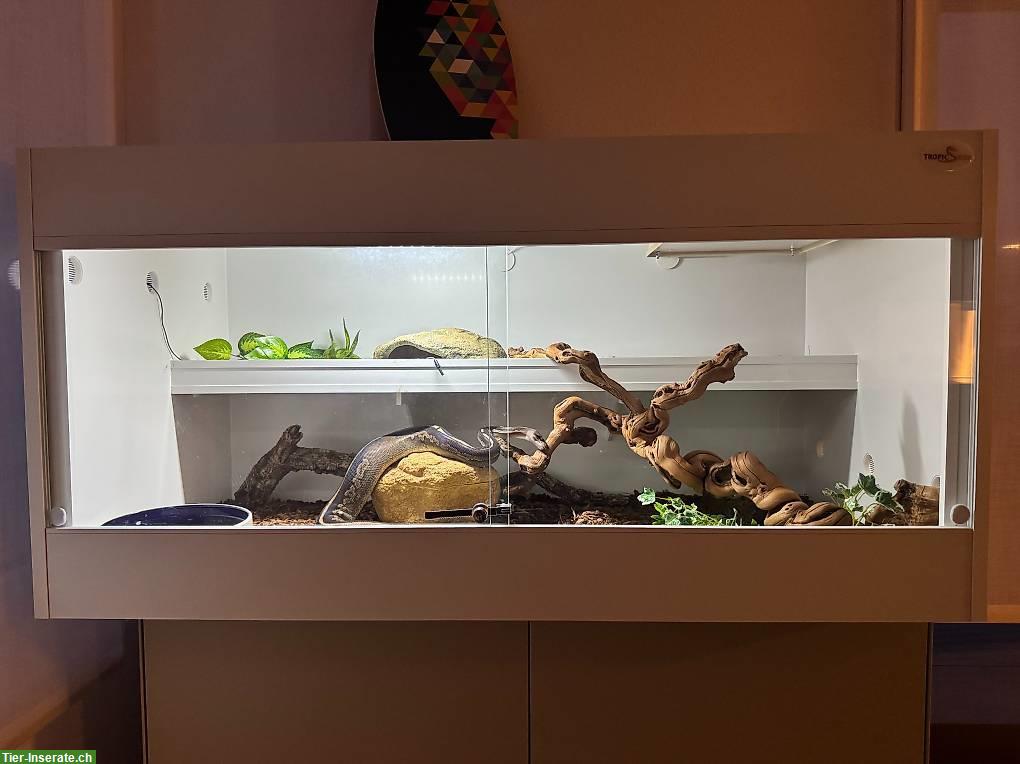 Königspython inkl. Terrarium und Zubehör (Komplettset)