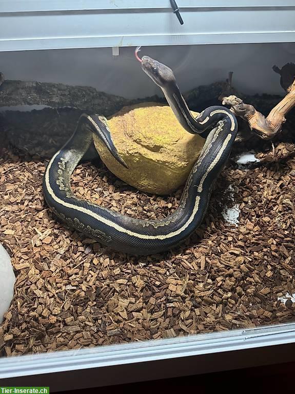 Bild 2: Königspython inkl. Terrarium und Zubehör (Komplettset)